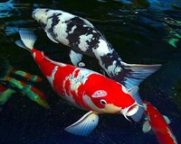 Cá Koi Nhật Bản được mua với giá hơn 41 tỷ đồng