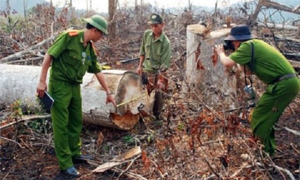 Để mất hơn 500 ha rừng, nguyên giám đốc công ty lâm nghiệp bị khởi tố