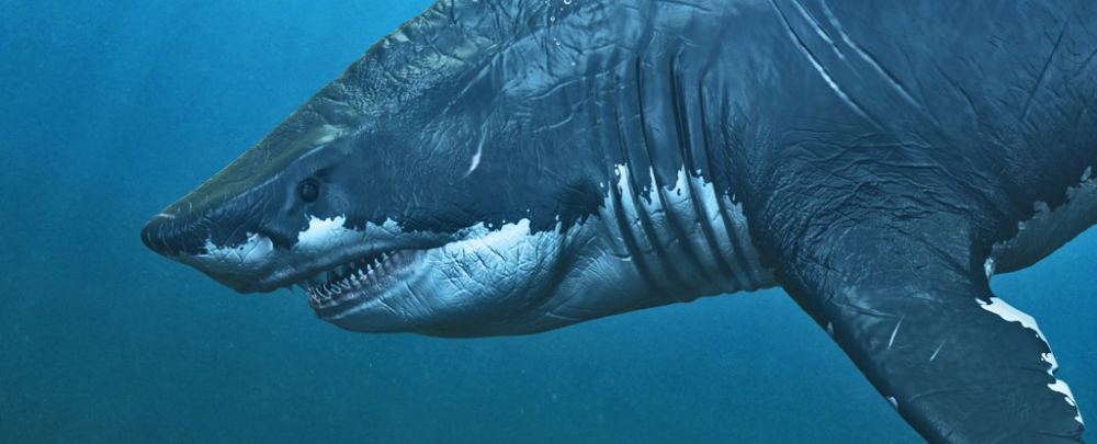 Megalodon có phải là quái vật cổ đại đáng sợ nhất trong lịch sử?