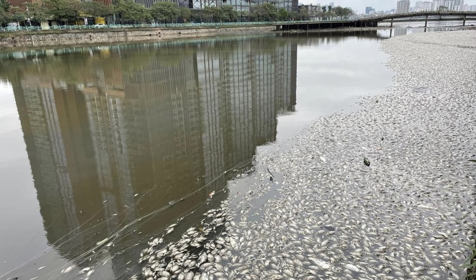 Cá chết tại hồ Thuỷ Sứ không liên quan đến ô nhiễm môi trường