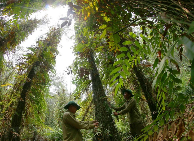 Bộ Nông nghiệp-Phát triển Nông thôn công bố hiện trạng rừng toàn quốc 2023