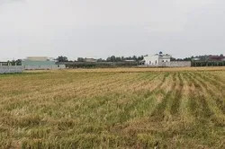 Điều kiện thực hiện dự án có sử dụng đất trồng lúa