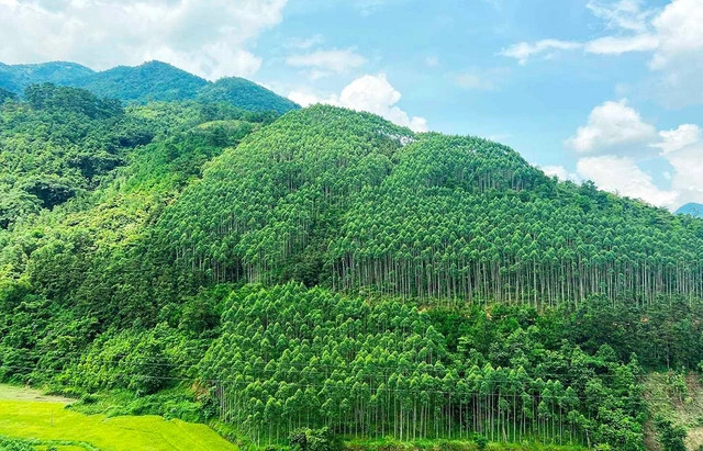Diện tích rừng lớn nhưng phát triển thị trường carbon ở Việt Nam không dễ