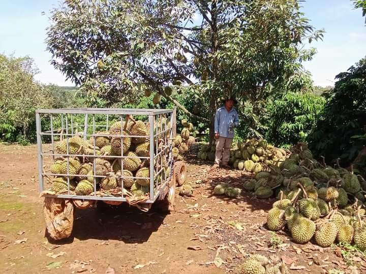 Dông lốc quét qua, nông dân trồng sầu riêng ở Đắk Nông lâm cảnh trắng tay