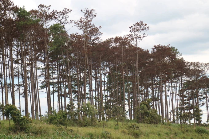 Lập chuyên án điều tra, triệt phá các băng nhóm phá rừng tại huyện Bảo Lâm