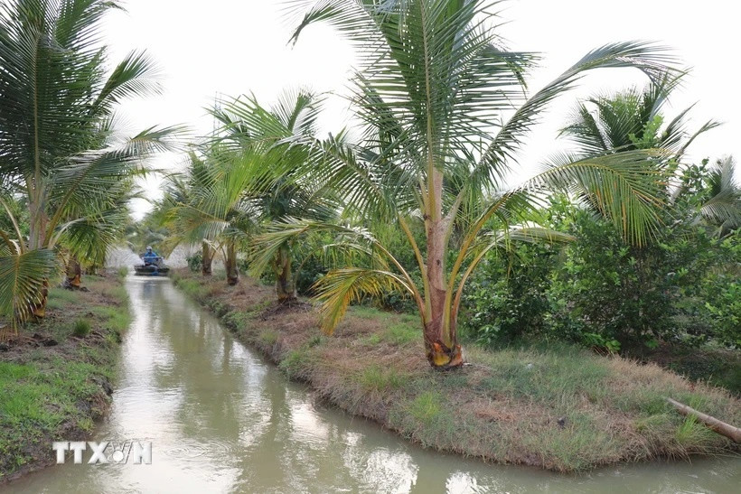 Trà Vinh: Hướng đến khai thác tiềm năng tín chỉ carbon từ cây dừa