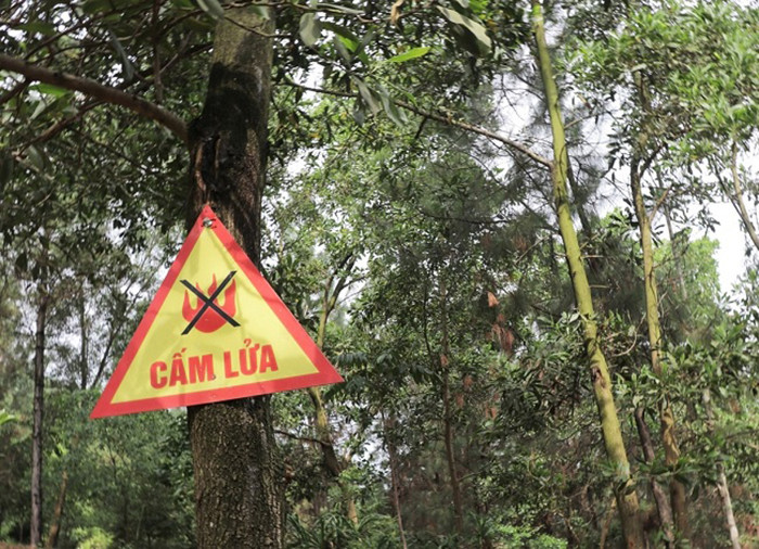 Bình Định: Tăng cường công tác bảo vệ rừng và phòng cháy, chữa cháy rừng