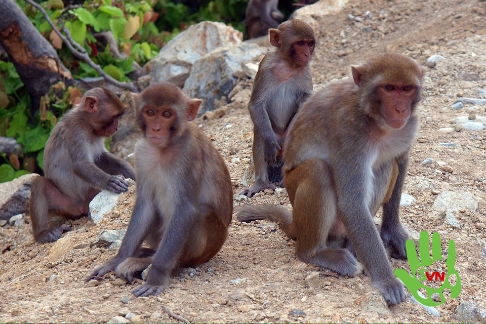 Quảng Bình: Người dân tự nguyện giao nộp 3 cá thể khỉ vàng quý hiếm để thả về tự nhiên