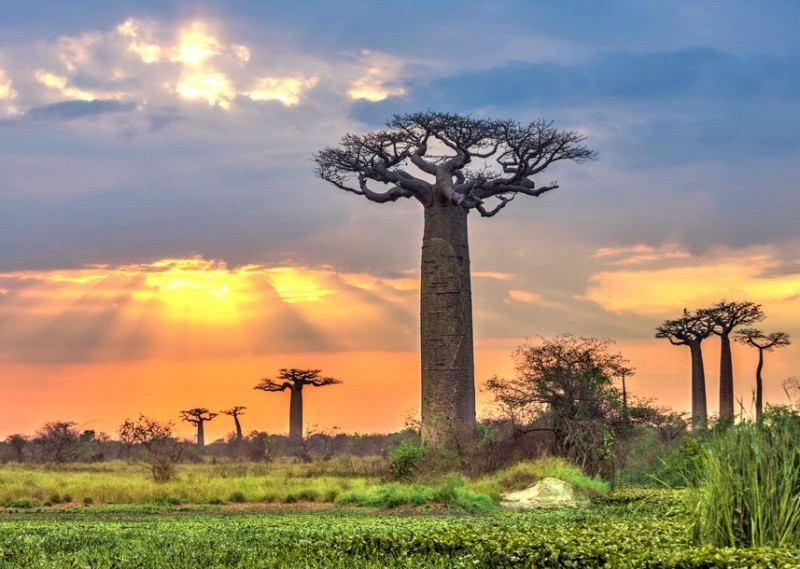 Cây baobab - loài cây kỳ lạ nhất trên Trái đất