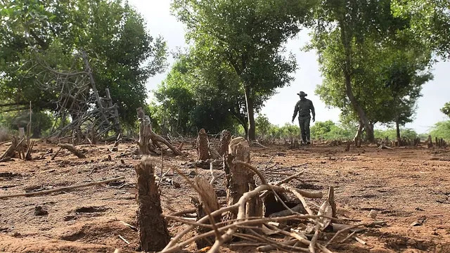 Ong trở thành 'vệ sĩ' bảo vệ rừng ngập mặn ở Kenya