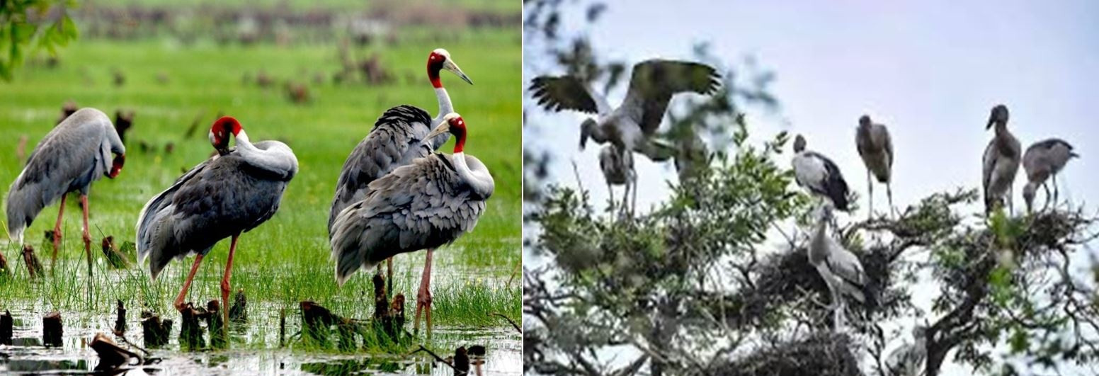 Chung tay bảo tồn các loài chim hoang dã tại Việt Nam