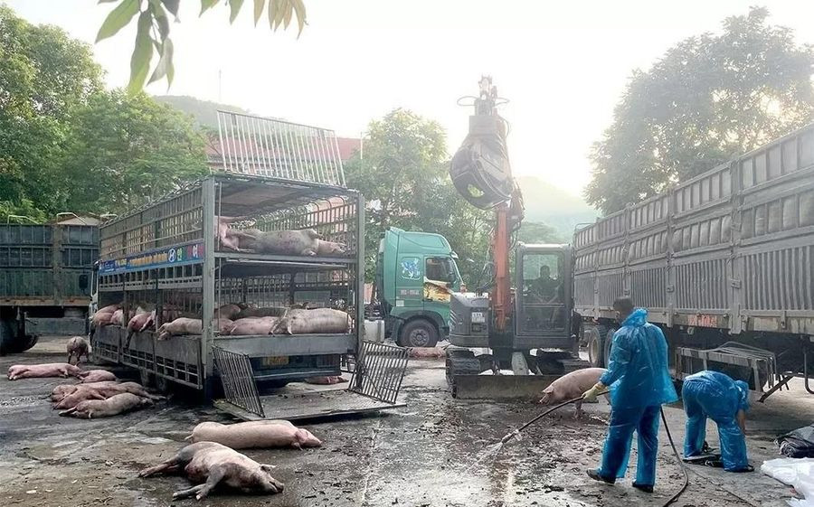 Tuyên Quang tiêu hủy hơn 7 tấn lợn nhiễm dịch tả châu Phi