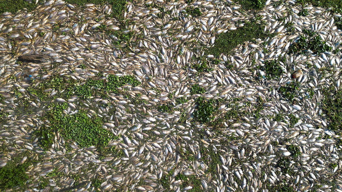Nhà máy đường bị buộc tội xả thải khiến 20 tấn cá chết phủ trắng con sông