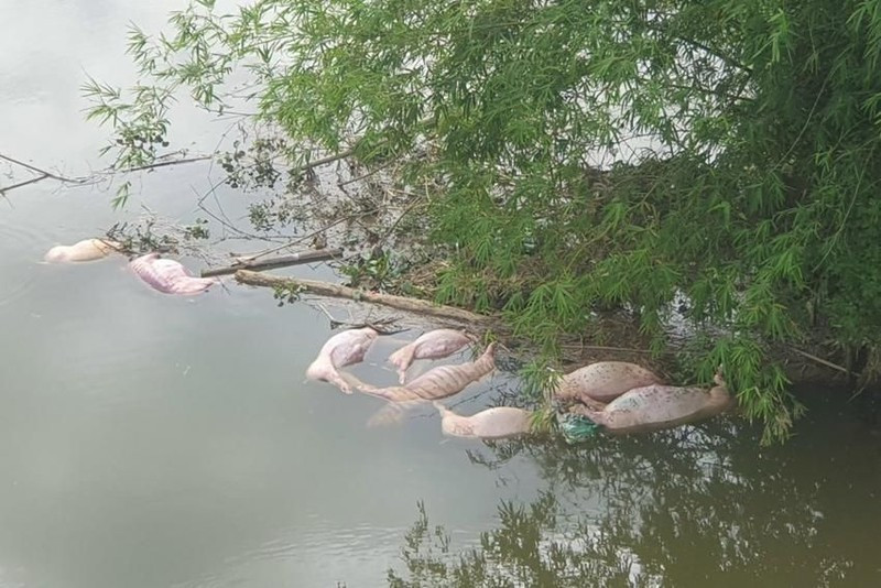 Đối tượng vứt lợn chết xuống sông Ngàn Trươi bị phạt hơn 15 triệu