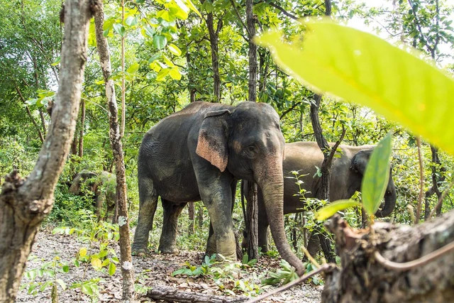 Hành động khẩn cấp bảo tồn loài voi do số lượng còn quá ít