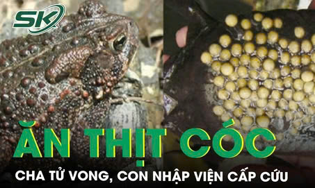 Ăn thịt cóc, cha tử vong, con nhập viện cấp cứu