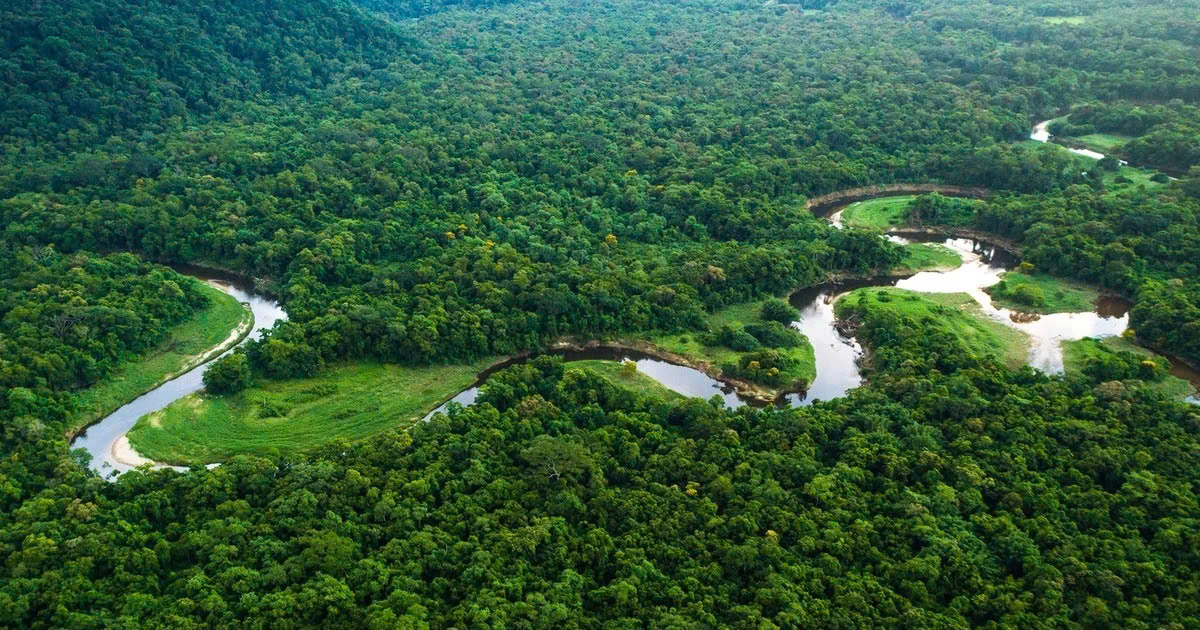 Nồng độ ozone trên mặt đất làm giảm khả năng hấp thu CO2 của rừng