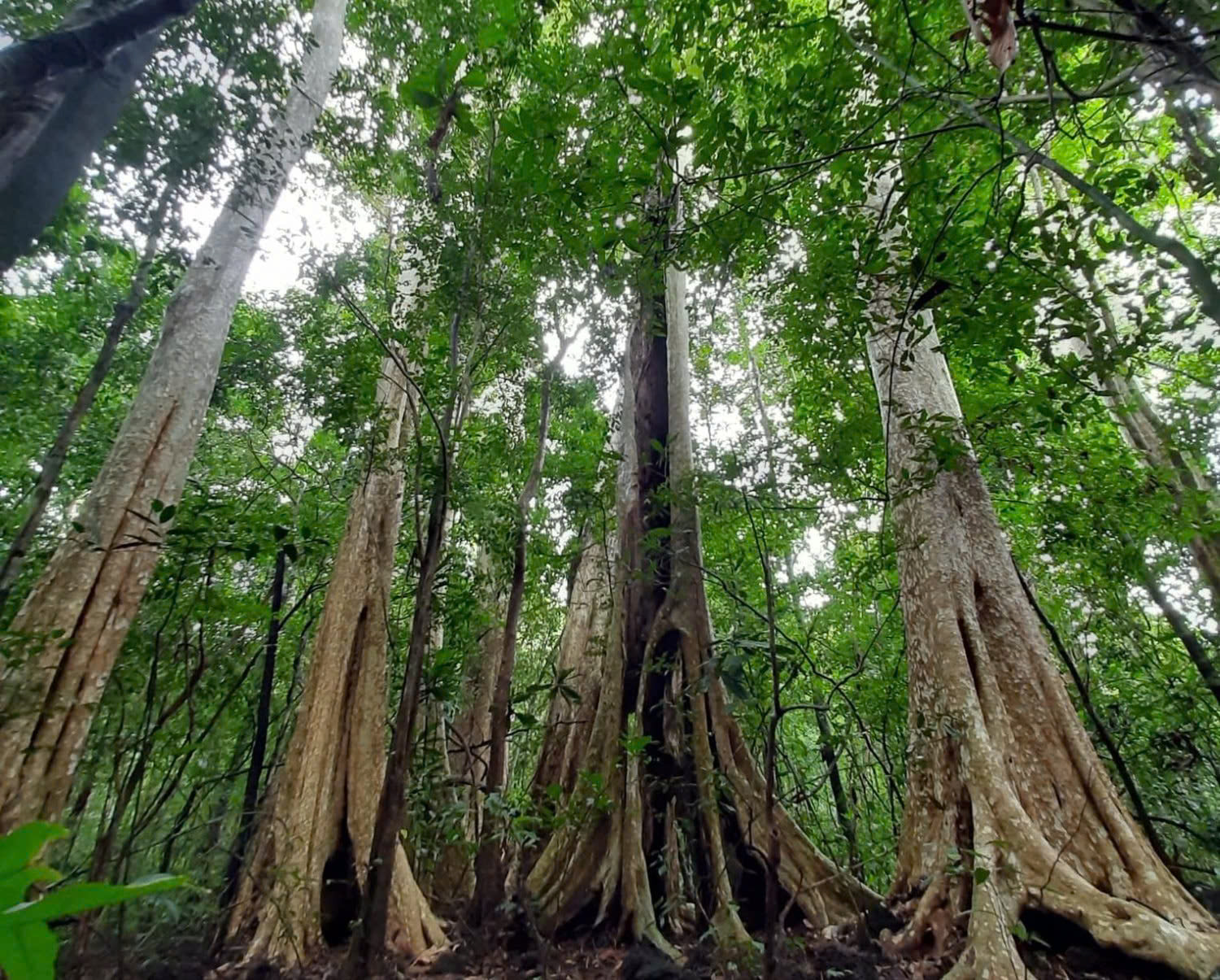 Cà Mau: Đến năm 2030 có trên 5.000 ha rừng đạt chứng chỉ bền vững