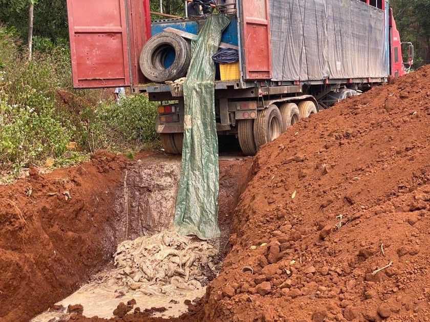 Gia Lai: Tạm giam 4 đối tượng trong vụ vận chuyển trái phép 5,5 tấn cá tầm qua biên giới