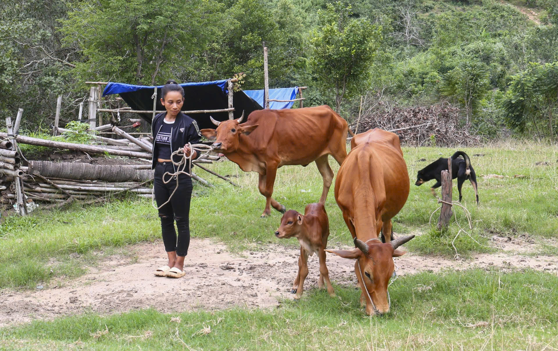 Chương trình kinh tế - xã hội vùng đồng bào dân tộc thiểu số Cam Lâm: Hiệu quả từ mô hình sinh kế nuôi bò sinh sản