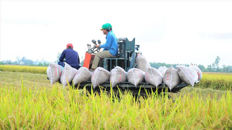 Giá lúa giảm ngày cận Tết, nông dân miền Tây gặp khó?