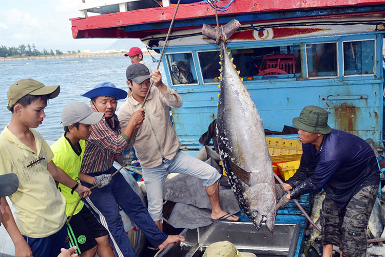 Trà Vinh: Khai thác, đánh bắt hải sản trên biển gặp khó