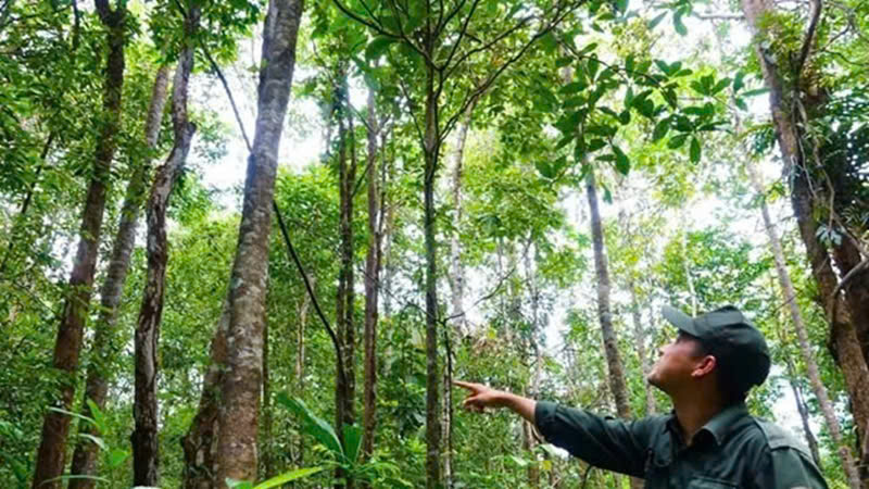 Bảo tồn hệ sinh thái rừng ở Phú Quốc