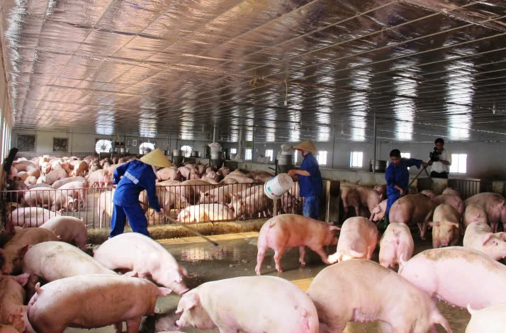 Đà Nẵng: Không có Giấy phép môi trường, doanh nghiệp chăn nuôi bị xử phạt