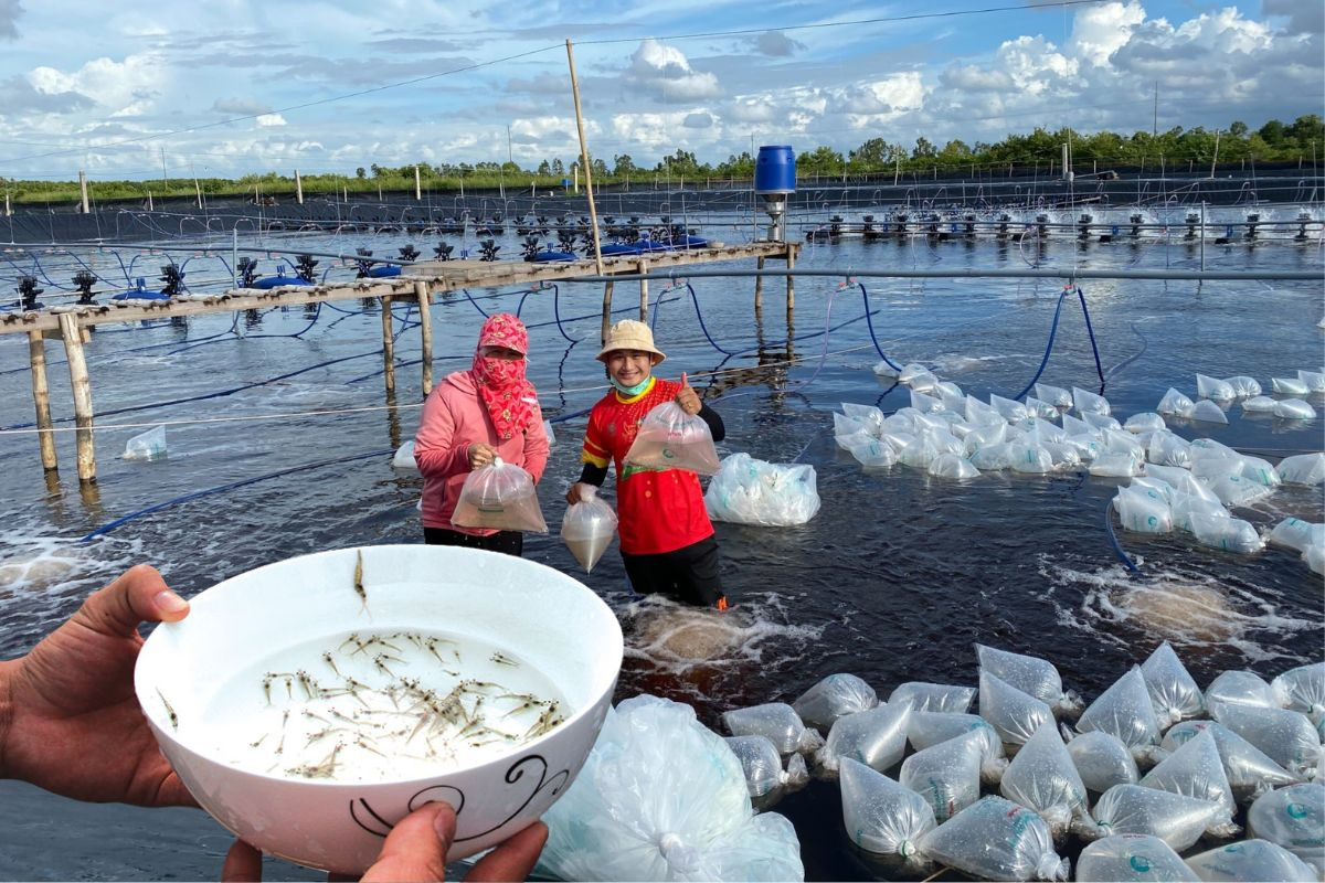 Ninh Thuận: Ngành thuỷ sản số hóa kiểm dịch tôm giống quy mô lớn