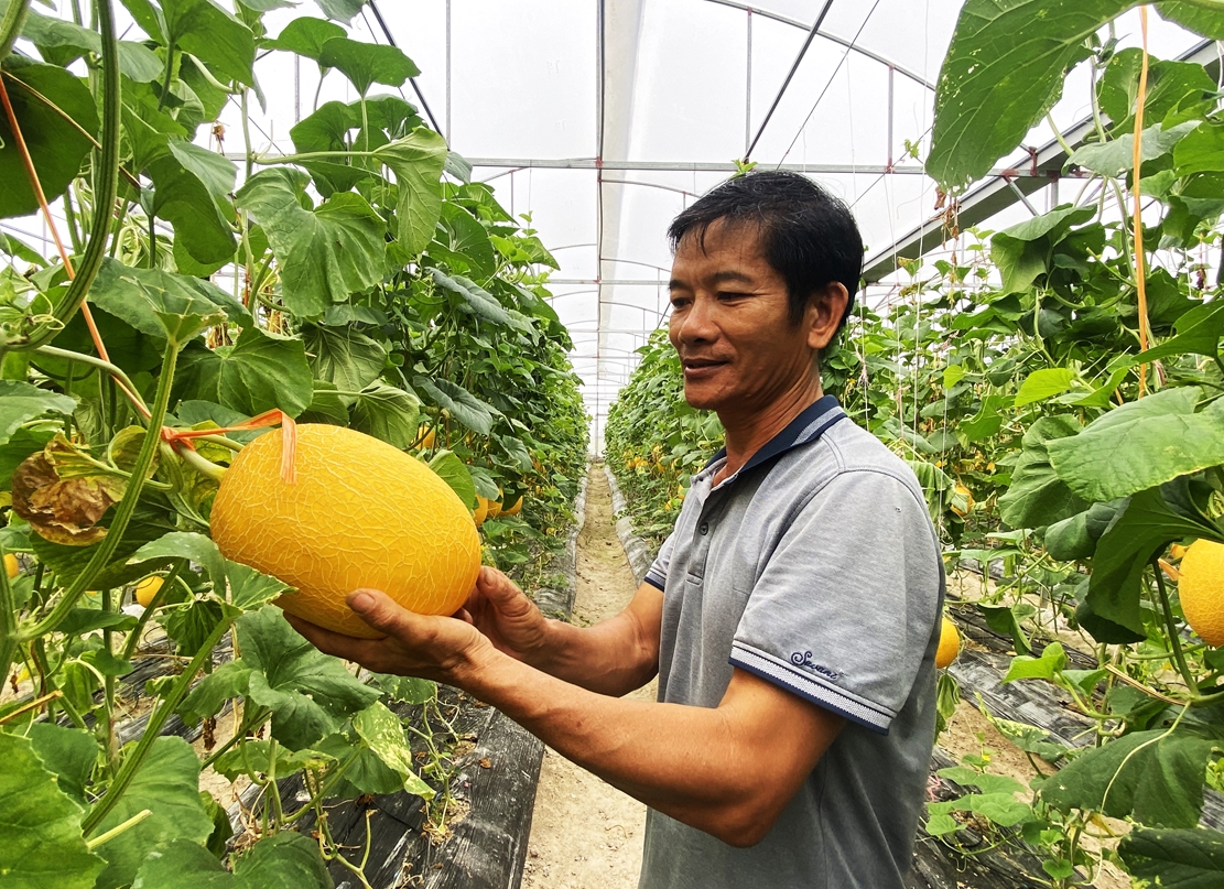 Ứng dụng mô hình IPHM nâng cao năng suất và chất lượng cây trồng
