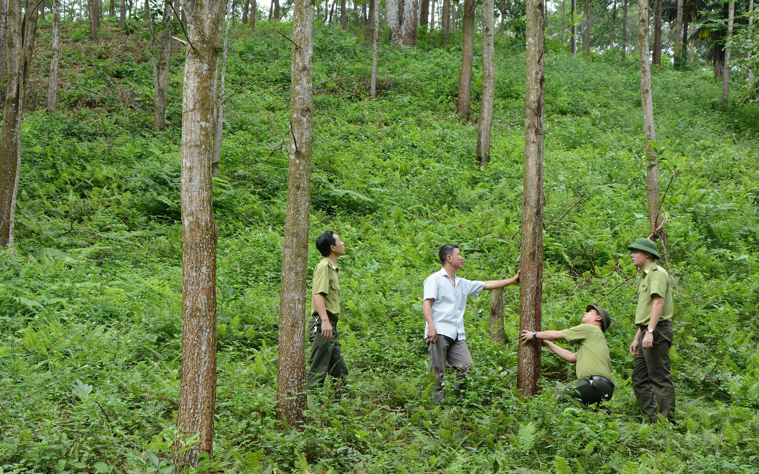 Hà Giang: Nâng cao tỷ lệ che phủ rừng