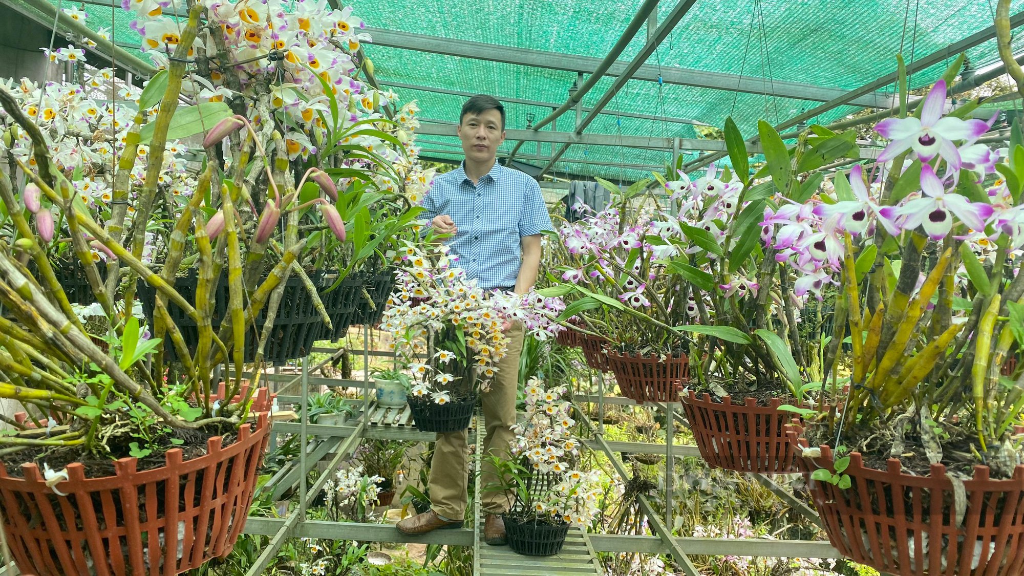 Nghiên cứu, bảo vệ giống lan rừng bản địa quý hiếm