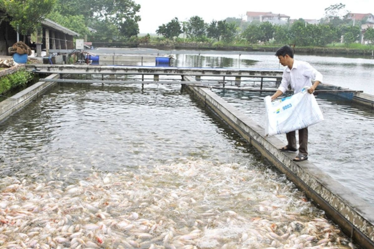 Ứng dụng công nghệ cao: Hướng đi mới cho ngành nuôi trồng thuỷ sản