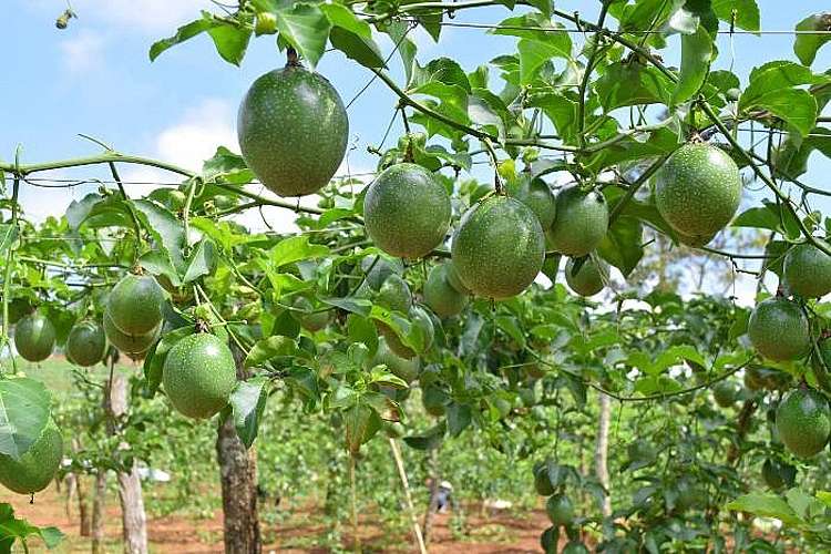 Gia Lai: Nhân rộng mô hình quản lý sức khỏe tổng hợp trên cây trồng