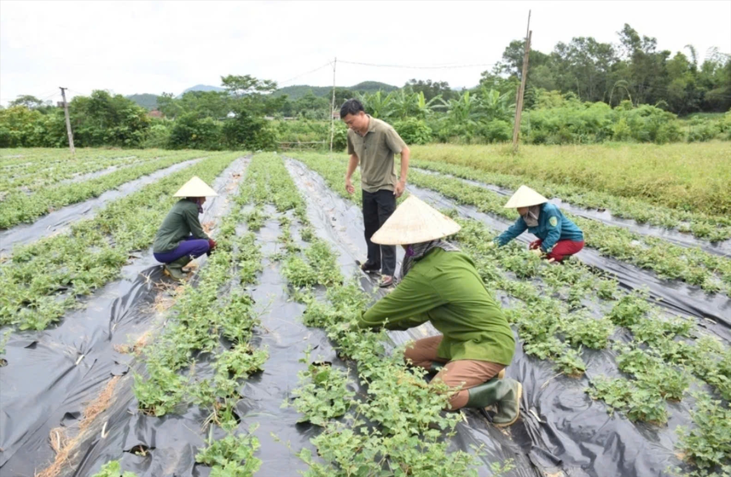 Quảng Trị ưu tiên phát triển 20 loại cây dược liệu