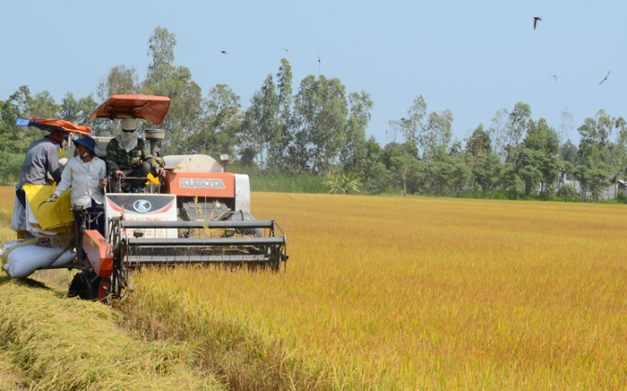 Nhiều hạn chế trong triển khai đề án 1 triệu ha lúa chất lượng cao, phát thải thấp