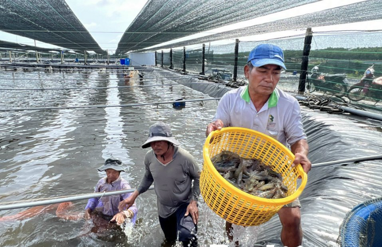 Mở rộng mô hình nuôi tôm công nghệ cao