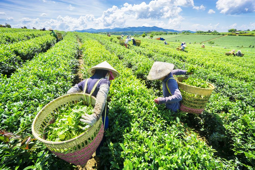 Ứng dụng công nghệ trong tổng điều tra nông thôn, nông nghiệp 2025
