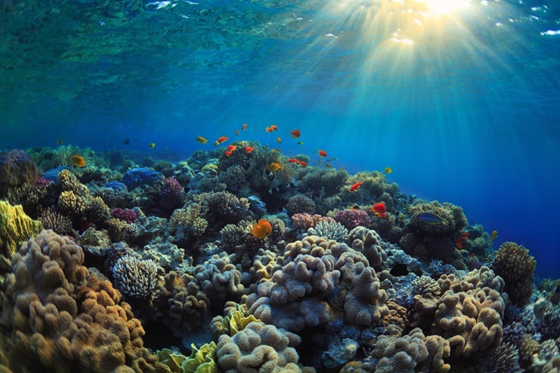 Giải pháp giúp phục hồi rạn san hô Great Barrier tại Australia