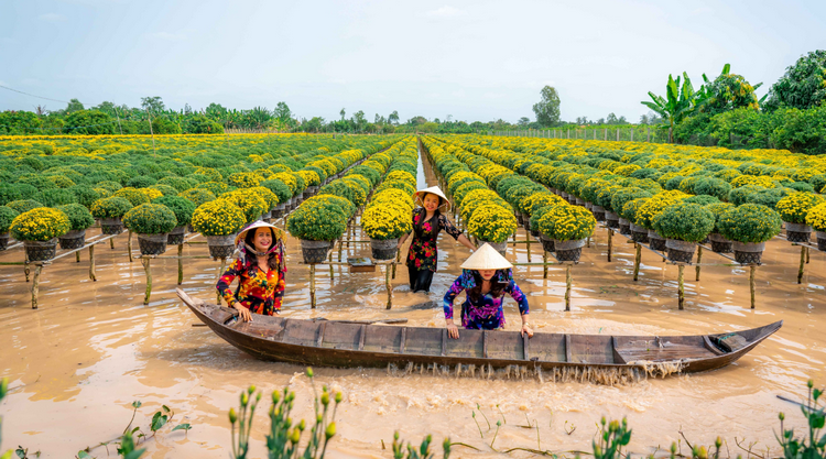 Hiệu quả công nghệ nuôi cấy mô trong sản xuất hoa kiểng, cây giống