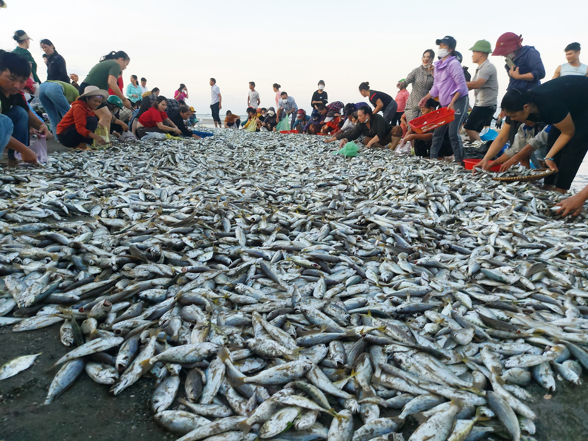 Quảng Ninh tăng cường bảo vệ nguồn lợi thủy sản