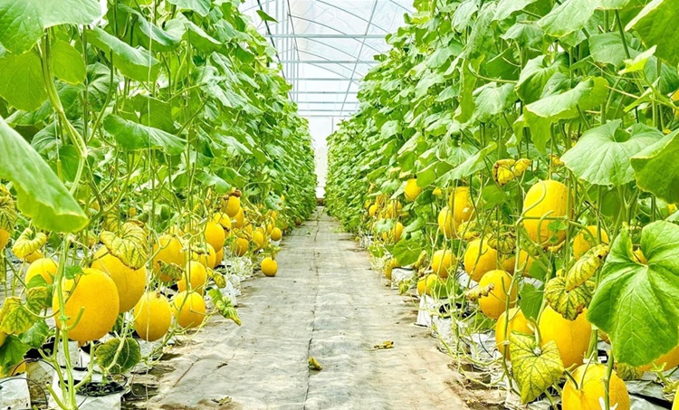 An Giang: Phát triển nông nghiệp theo hướng hiện đại