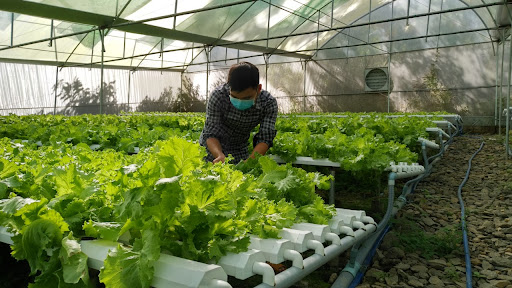 Huế: Tập trung phát triển nông nghiệp công nghệ cao