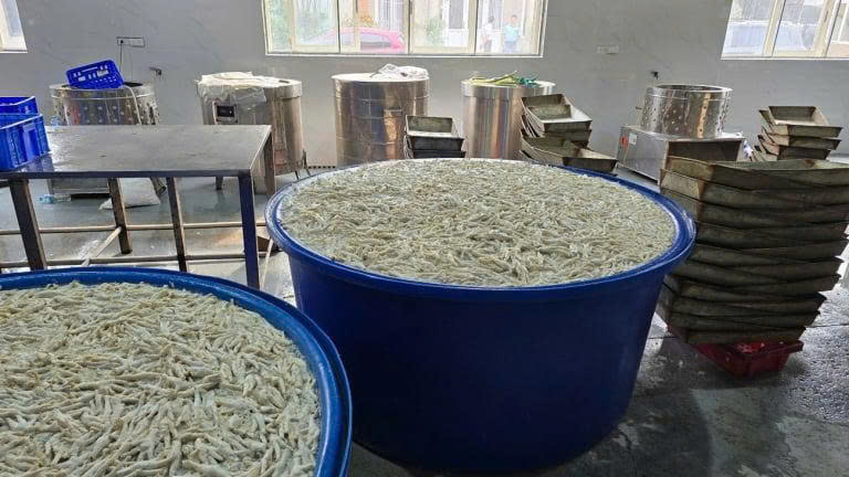 Phát hiện kho đông lạnh chứa hàng tấn chân gà ngâm hóa chất tại Thanh Hóa