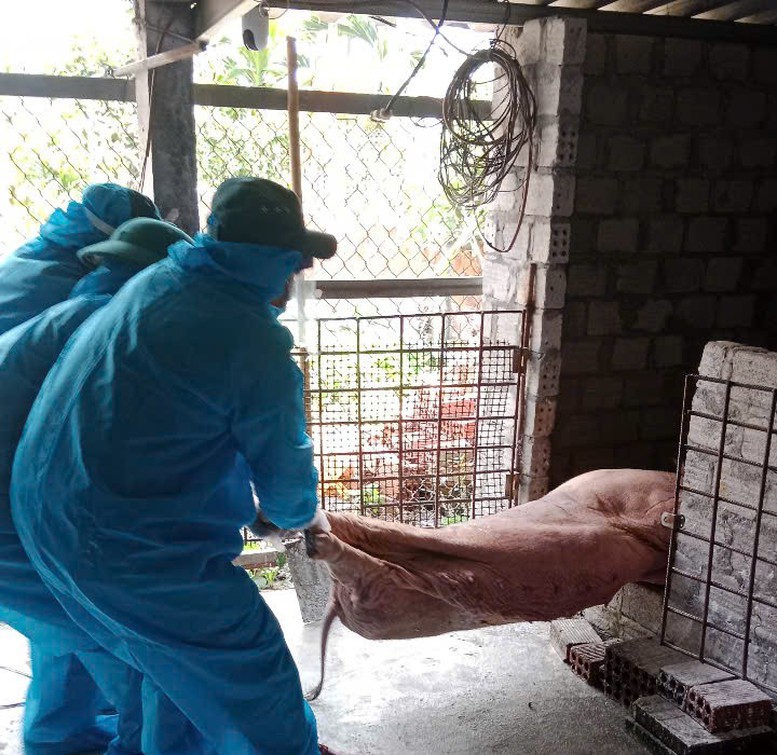 Nhiều địa phương tại Quảng Ngãi ghi nhận các ổ dịch tả lợn châu Phi