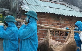 Quảng Ngãi chỉ đạo xử lý nghiêm các trường hợp giấu dịch tả lợn châu Phi