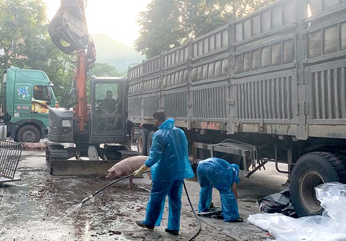 Ngăn chặn dịch tả lợn châu Phi: Cần thêm lực lượng lập chốt kiểm dịch, tiêu độc khử trùng