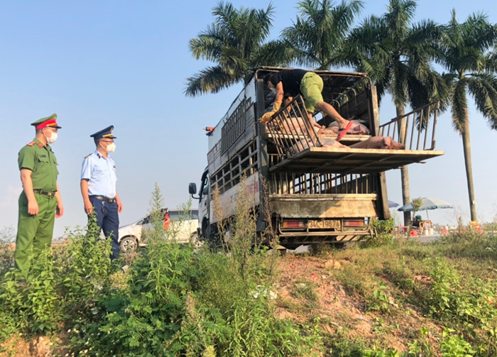 Giám sát chặt chẽ việc triển khai phòng, chống dịch tả lợn châu Phi