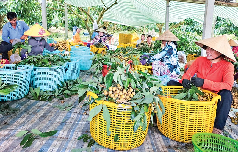 Cần Thơ có 571 mã số vùng trồng cây ăn quả phục vụ xuất khẩu