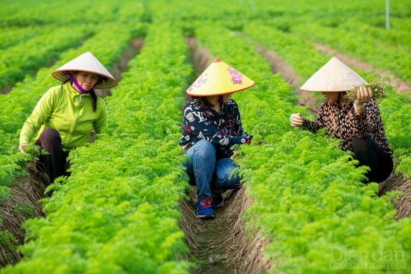 Đề án trồng trọt giảm phát thải: Kỳ vọng giảm 6-8 triệu tấn CO2